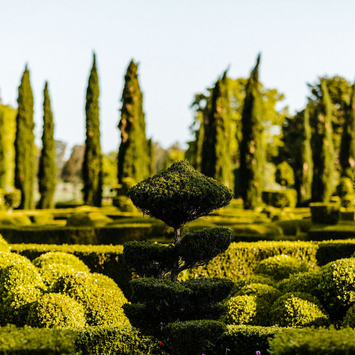 SUPER MASTERCLASS: From the Fundamentals to Advanced Techniques - The Art of Topiary and Hedging
