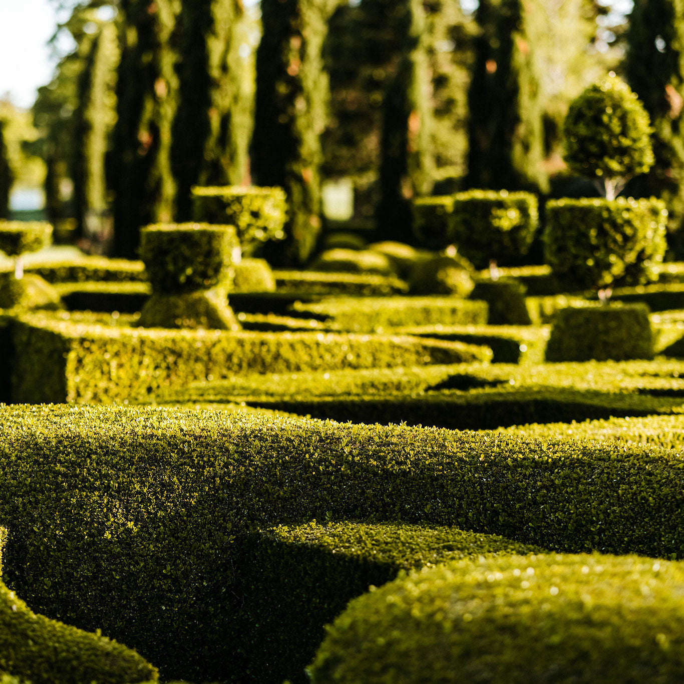 MASTERCLASS: Fundamentals of Topiary & Hedging